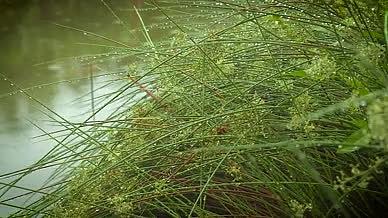 春雨唯美雨滴植物特写空镜头4k视频素材视频的预览图